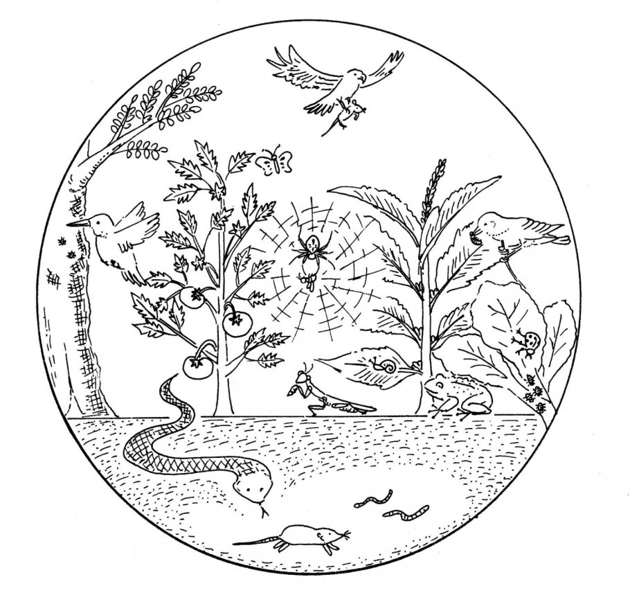 Кувшинка гидатофит