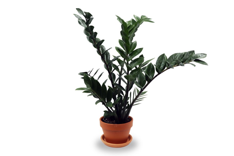 Замиокулькас долларовое дерево