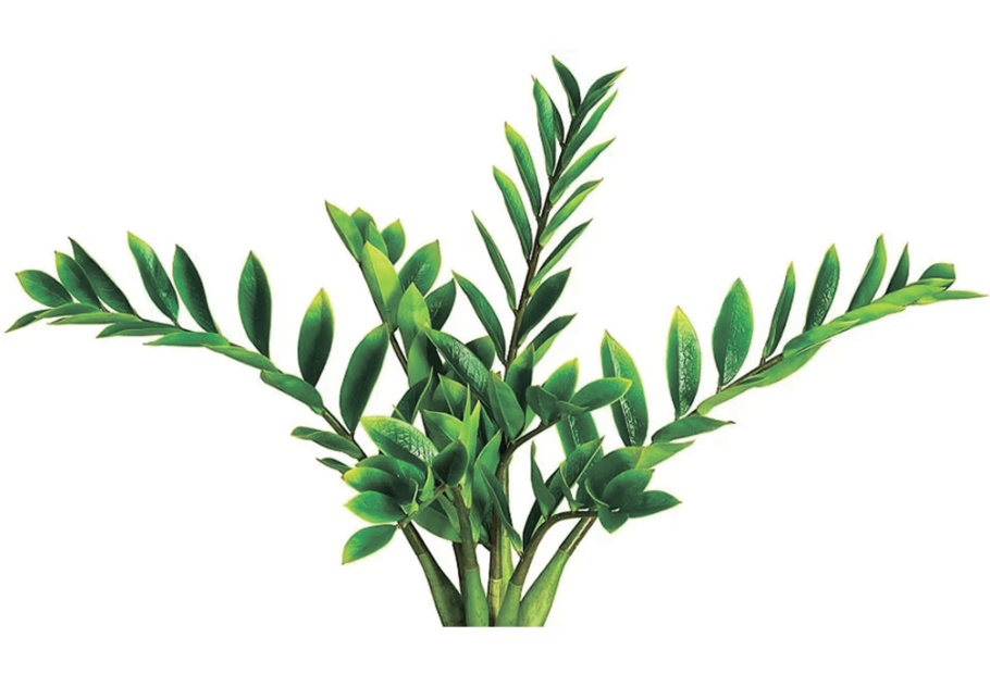 Суккуленты замиокулькас