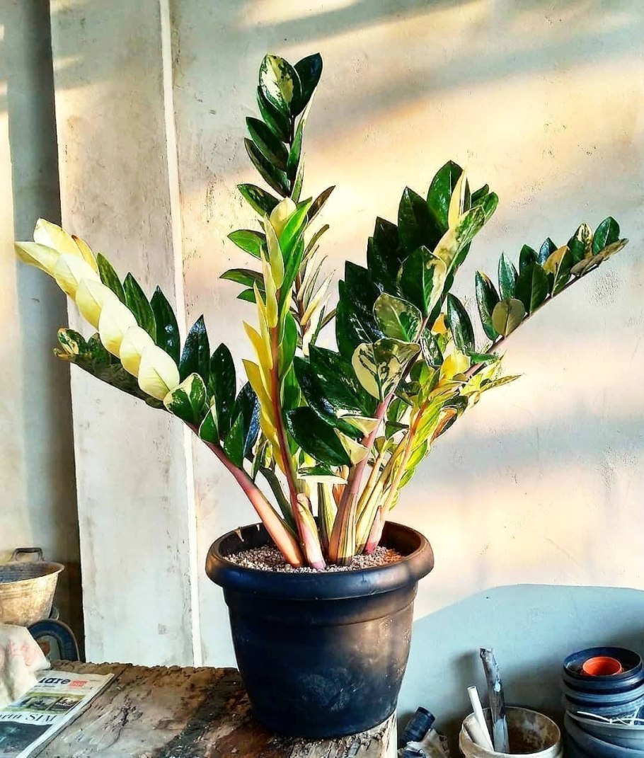 Замиокулькас куст