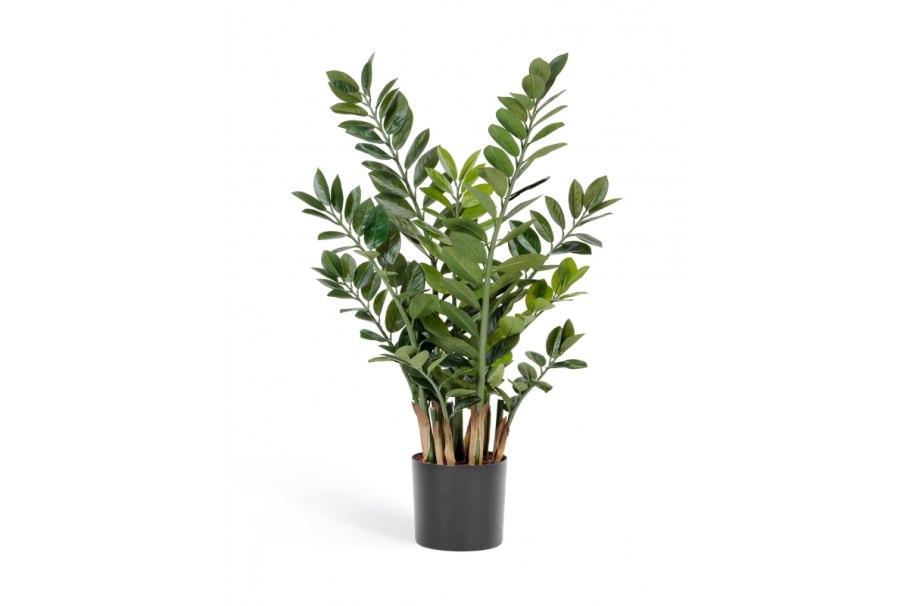 Замиокулькас Замифолия