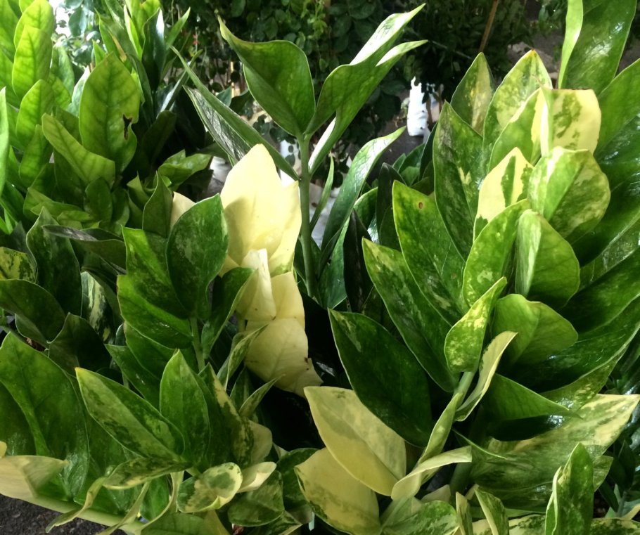 Цветок в горшке замиокулькас