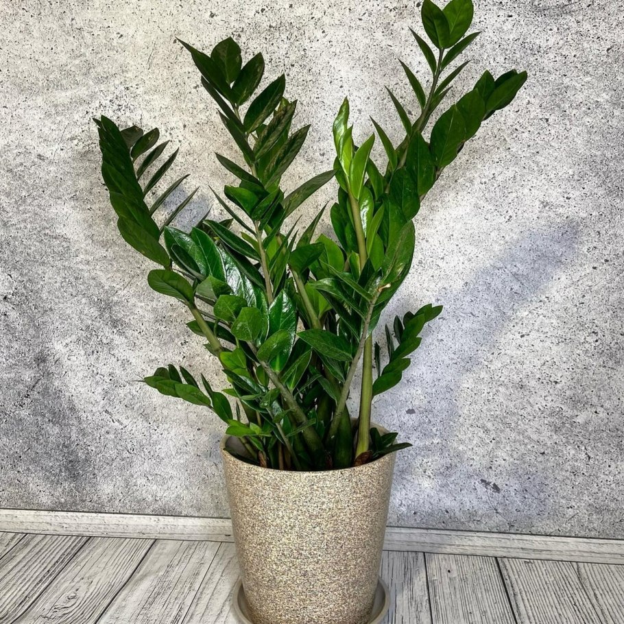 Замиокулькас черный