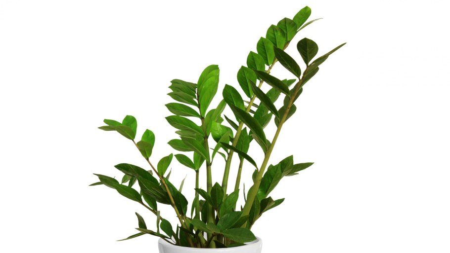 Замиокулькас замиелистный