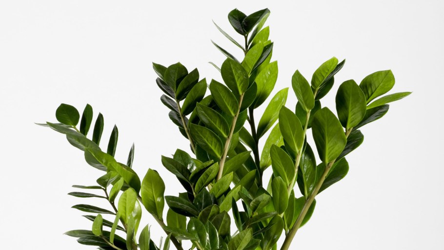 Замиокулькас d14