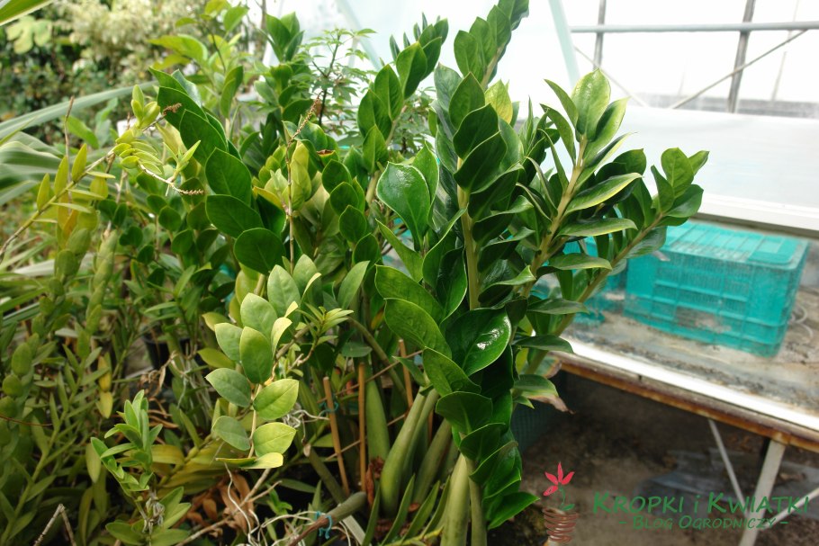 Замиокулькас Вариегат