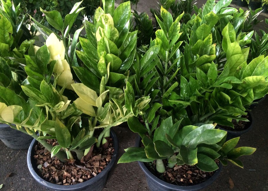 Замиокулькас Leaf texture