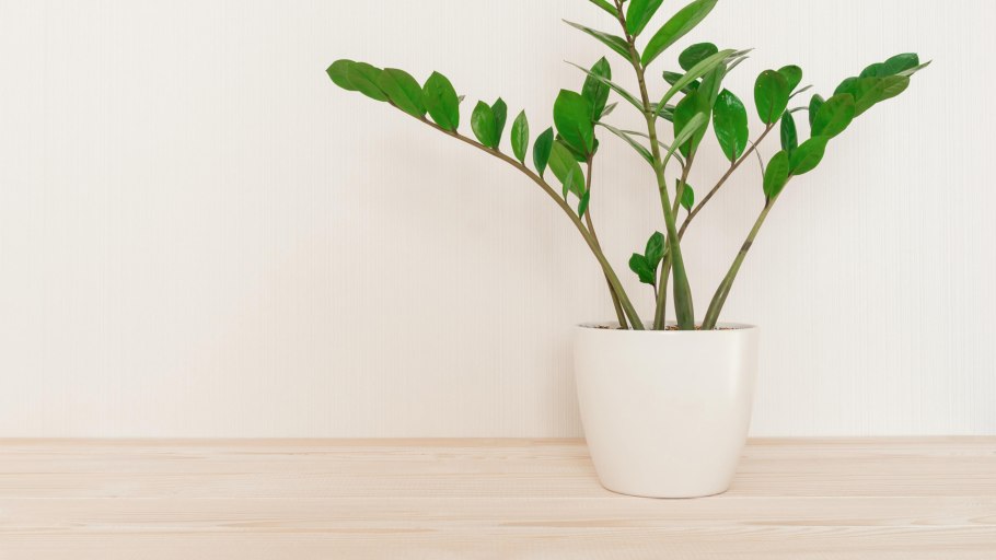 Замия Флоридская