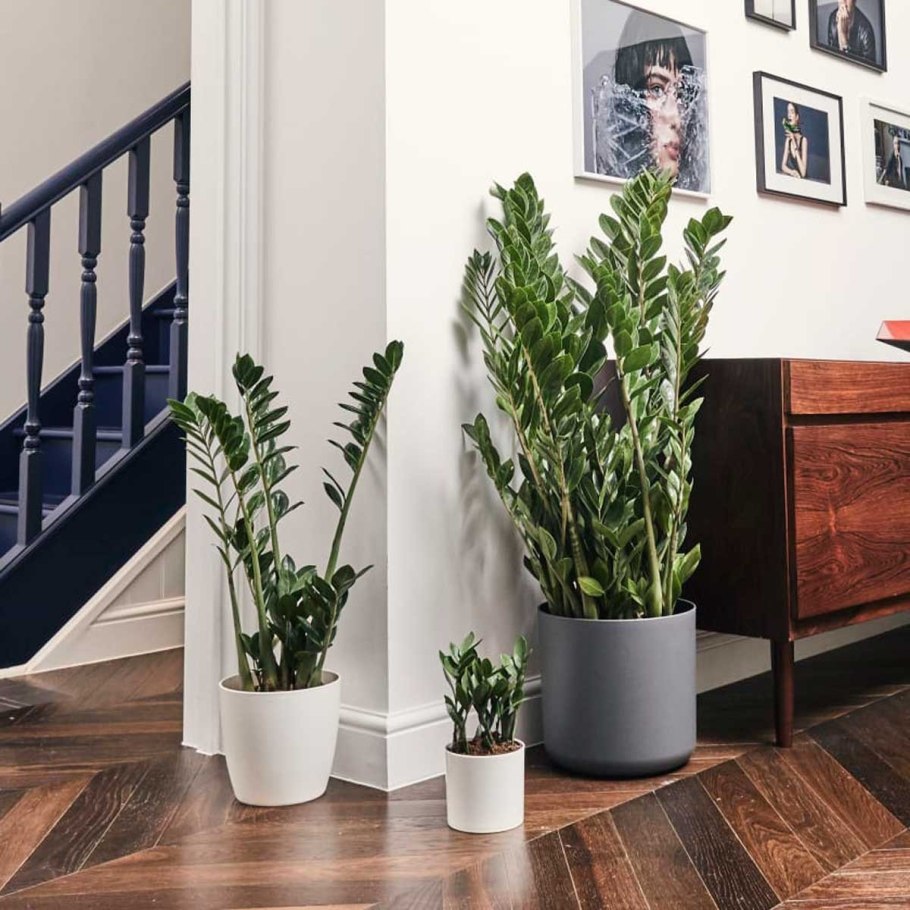 Фикус замиокулькас