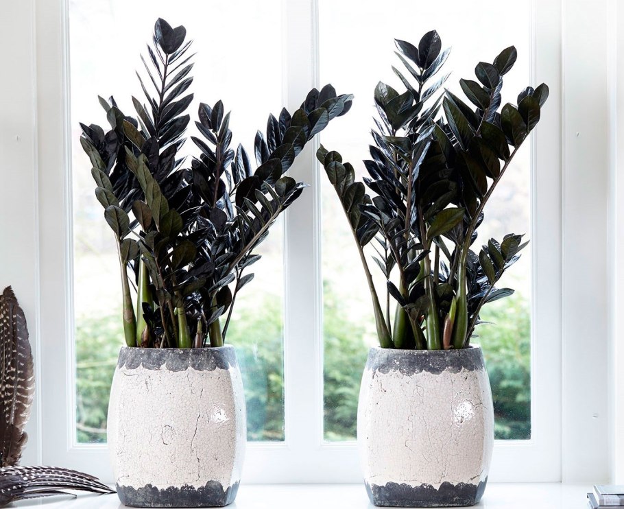 Замиокулькас + Lechuza