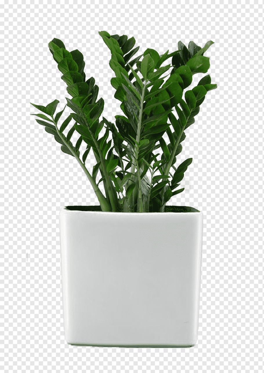 Замиокулькас замиелистный