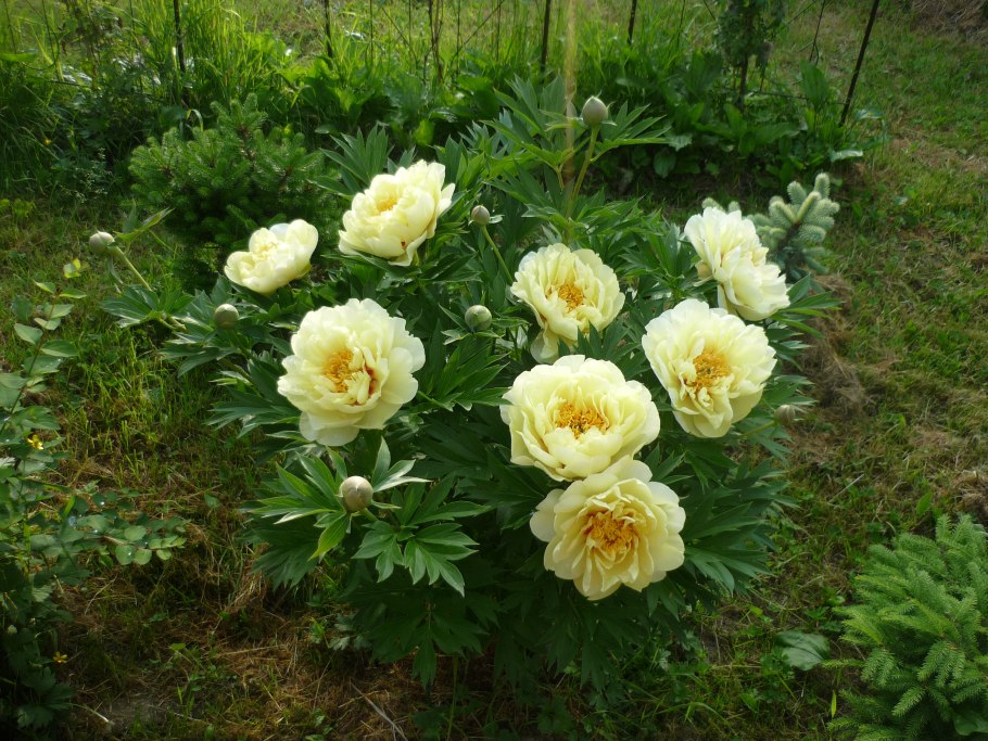 Пион Бартзелла