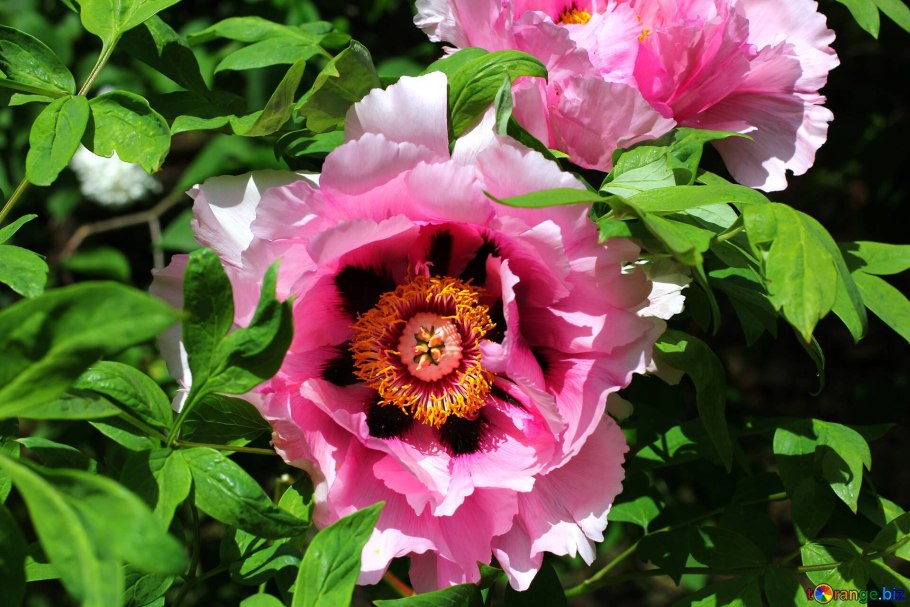 Пион древовидный Эрли Блэк