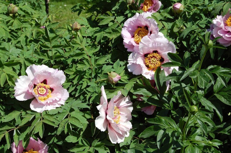 Пион древовидный Восход