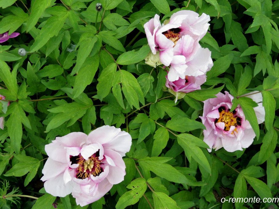 Немахровые пионы сорта с фото и названиями