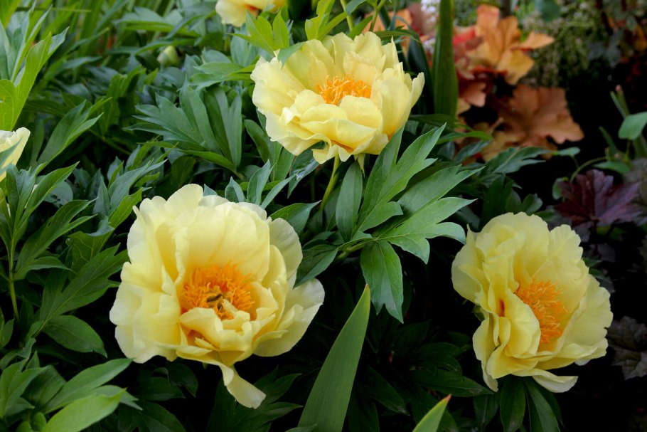 Пион гибрид Бартзелла