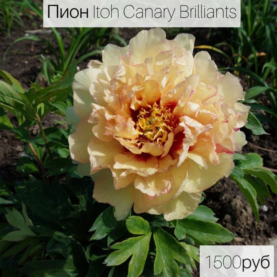 Пион Ито Канари бриллиантс