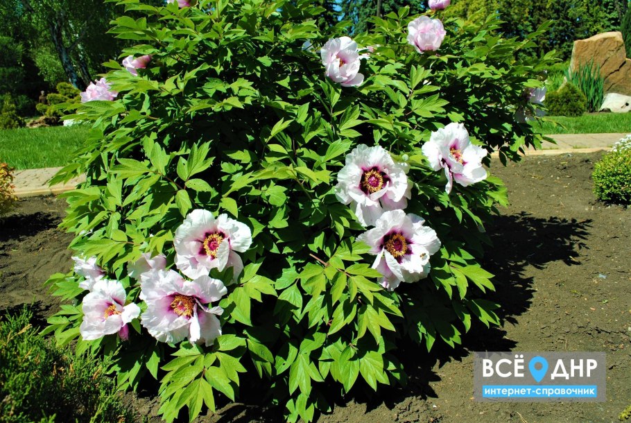 Пион Йеллоу Кроун