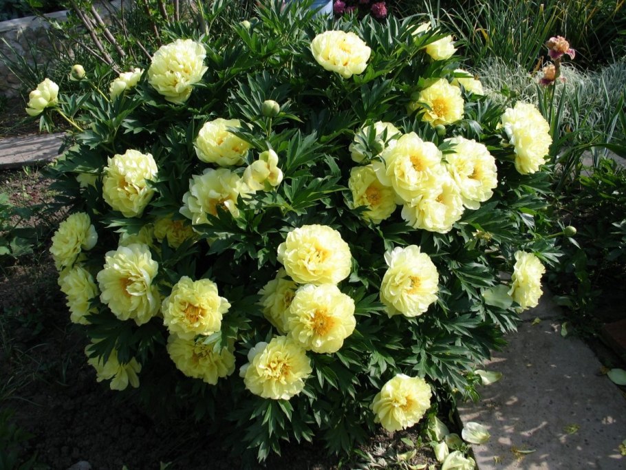 Пион "Йеллоу Краун" (Yellow Crown)