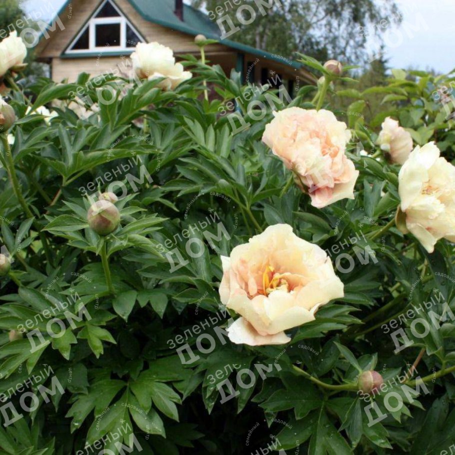 Пион Pink Double Dandy