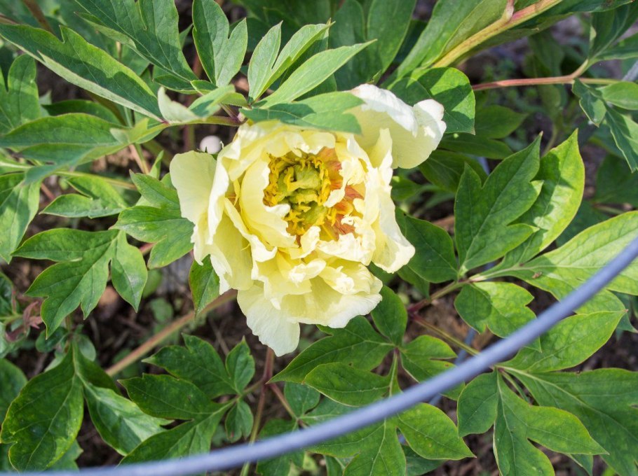 Пион японский травянистый