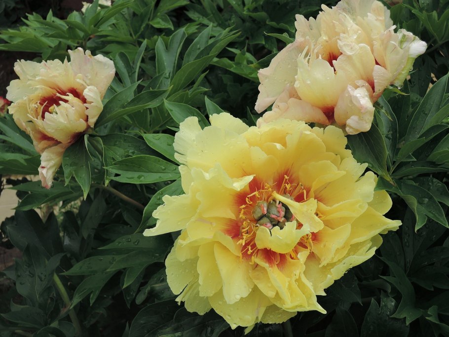 Пион Ито-гибрид Гарден Треже