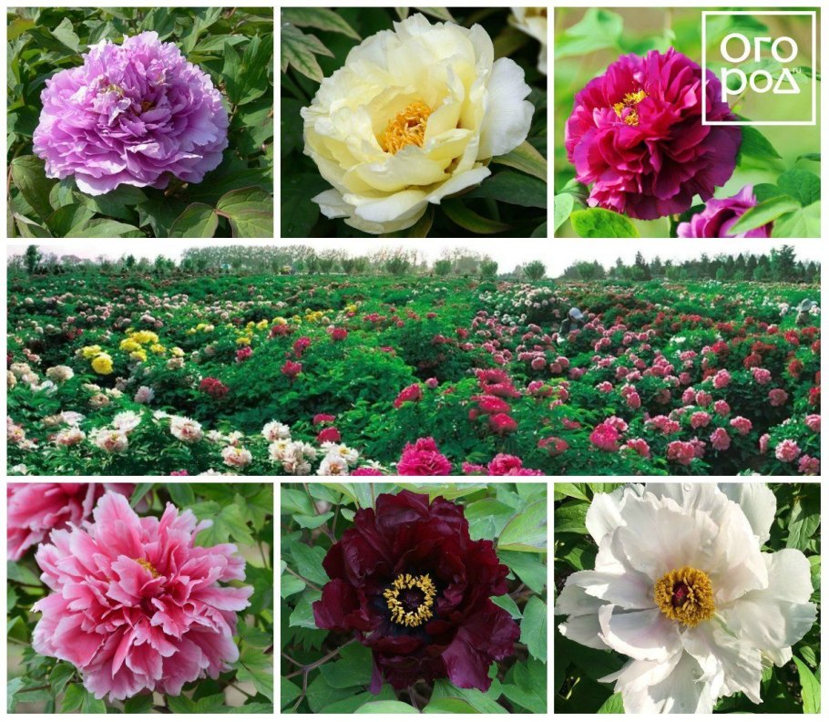 Пион Ито-гибрид Бартзелла (Bartzella)