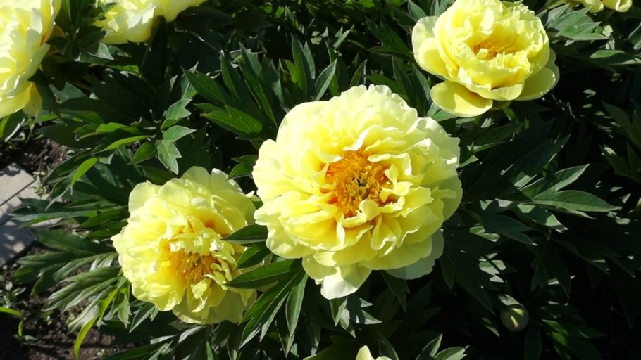 Цветение древовидного пиона