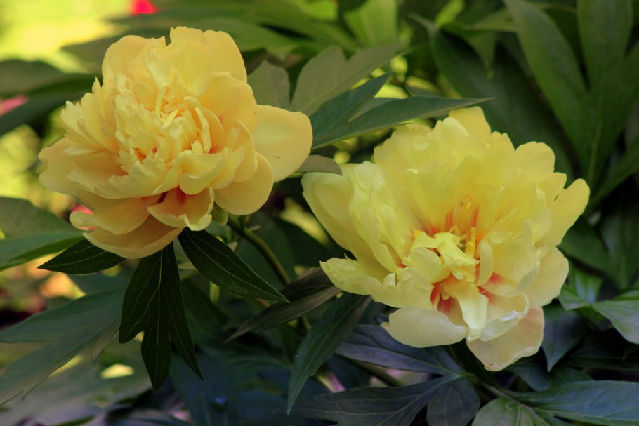 Пион Ито Бартзелла