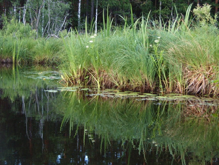 Осока Озерная