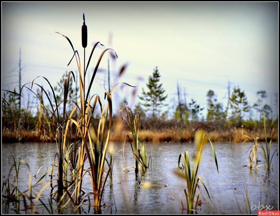 Камыш в Сибири
