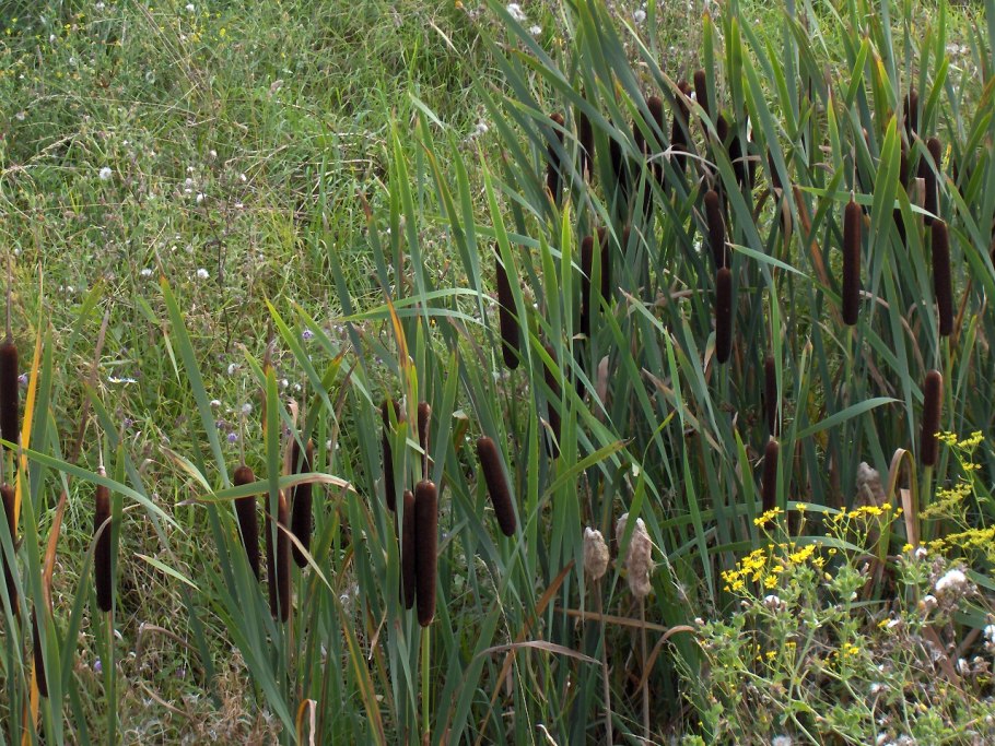 Рогоз широколистный (Typha latifolia)