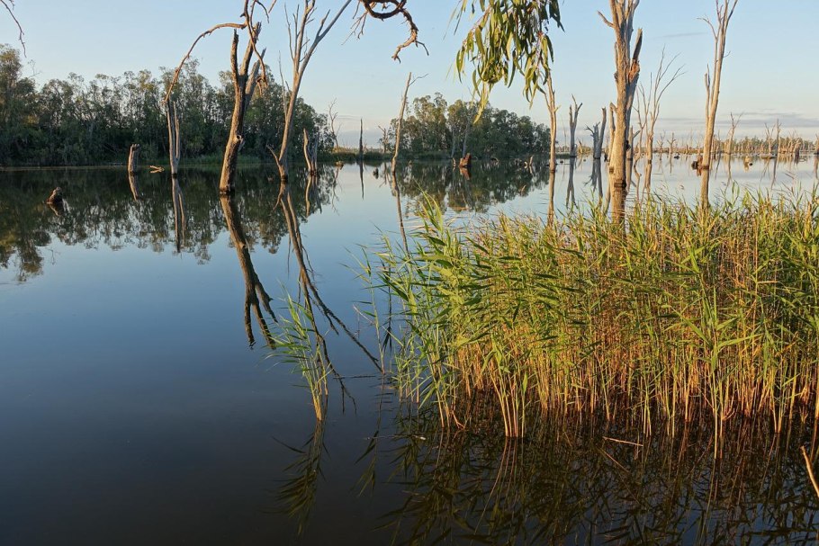 Пруд болото