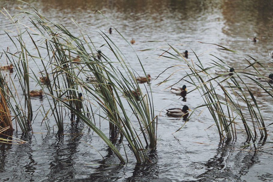 Вилково камыш