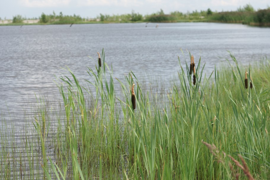 Камыш Донской