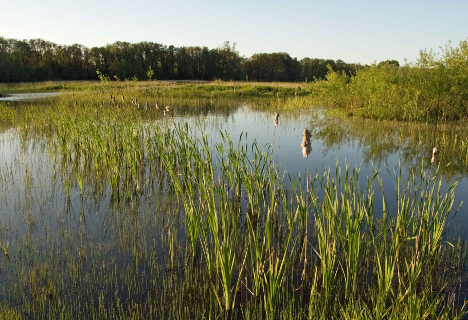 Болото Низинное с рогозом