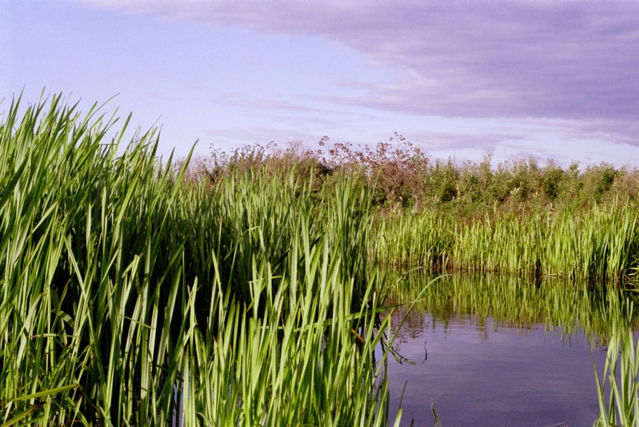 Камыш болото Куминское
