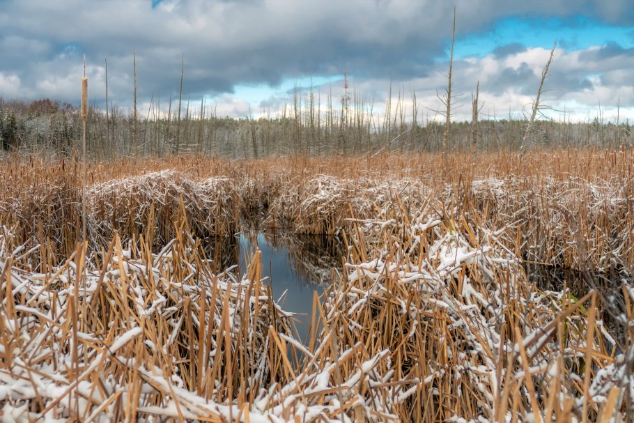 Топь в камышах