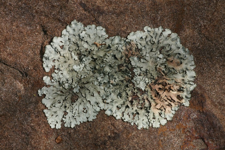 Кладония Арктическая