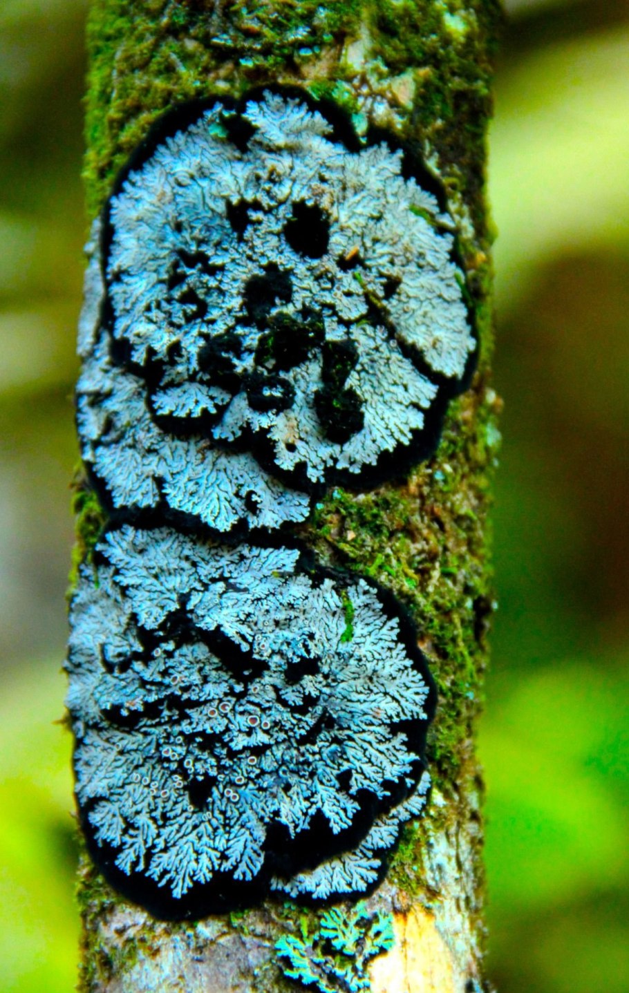 Лишайники накипные листоватые