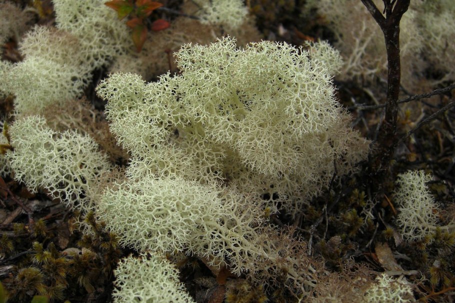 Олений мох (Cladonia rangiferina