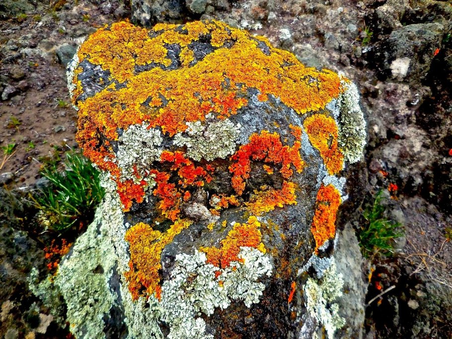 Мхи и лишайники острова Врангеля