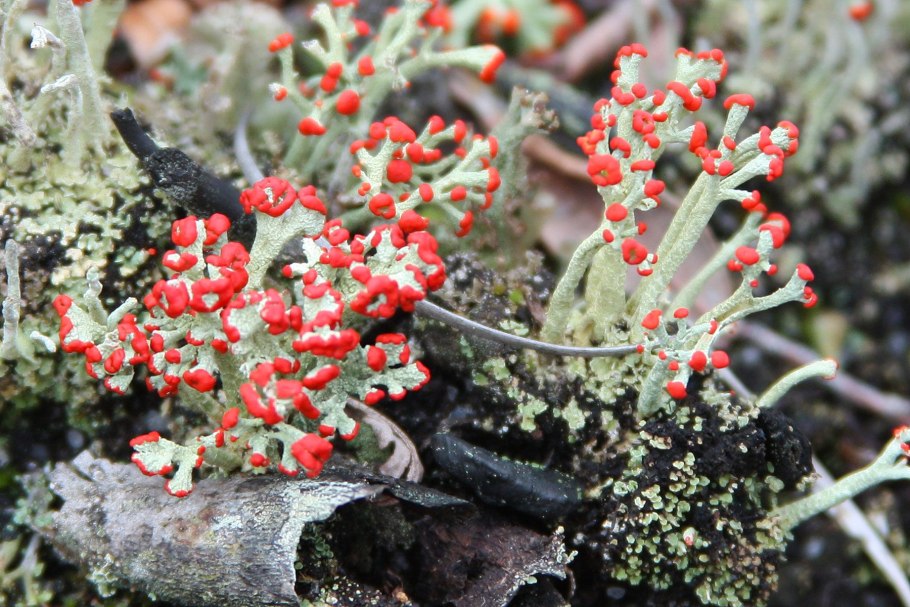 Базидиальные лишайники