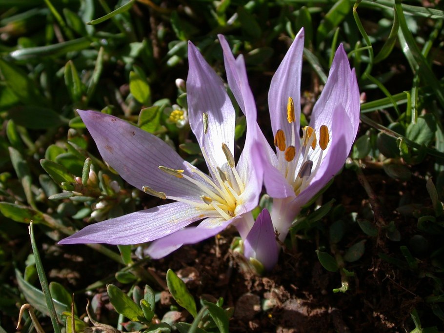 Безвременник регеля Colchicum regelii