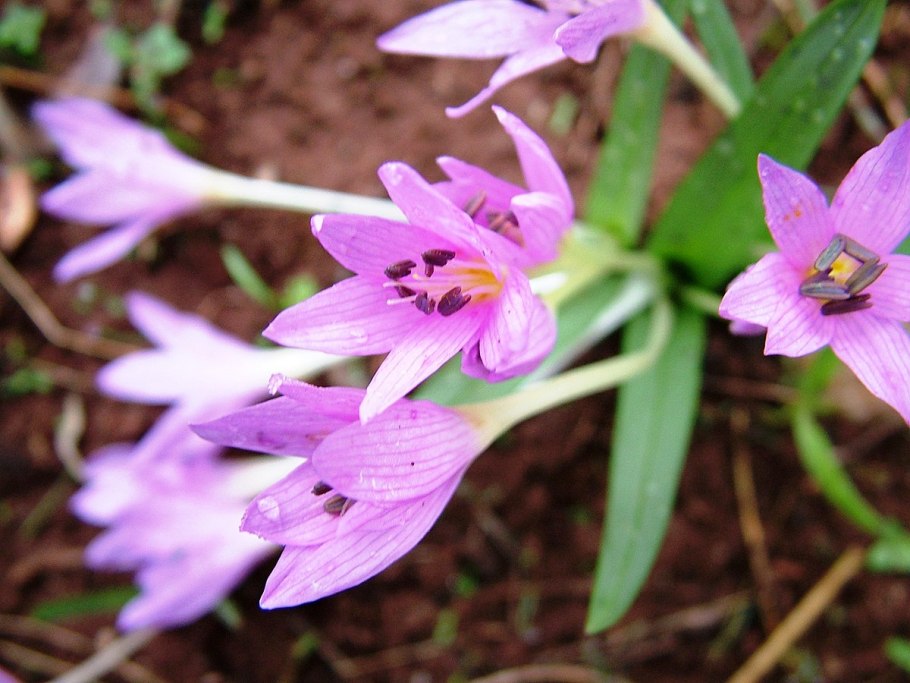 Colchicum byzantinum