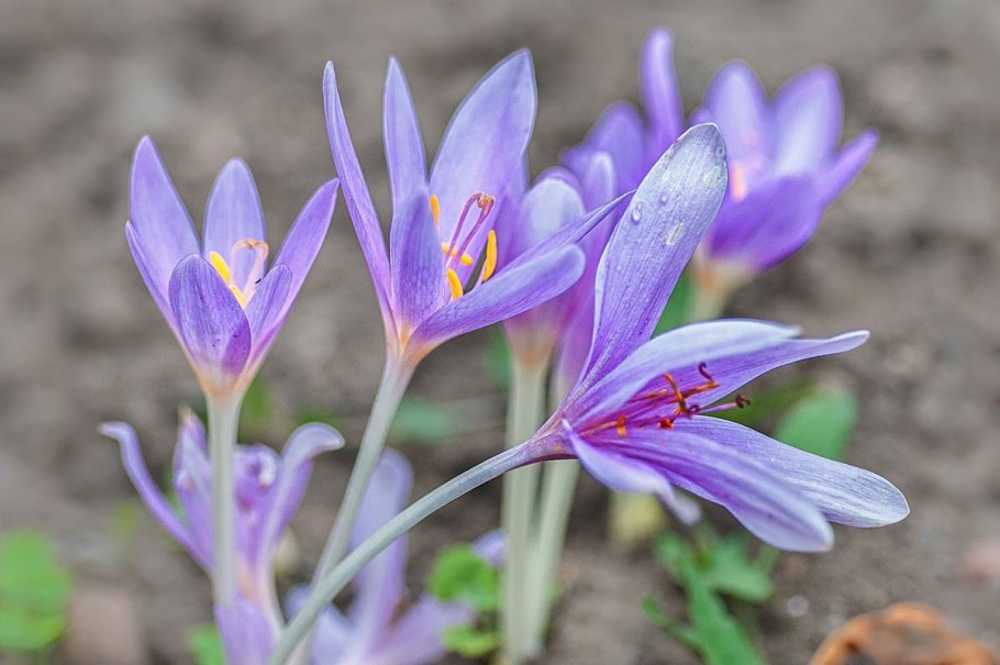 Colchicum speciosum