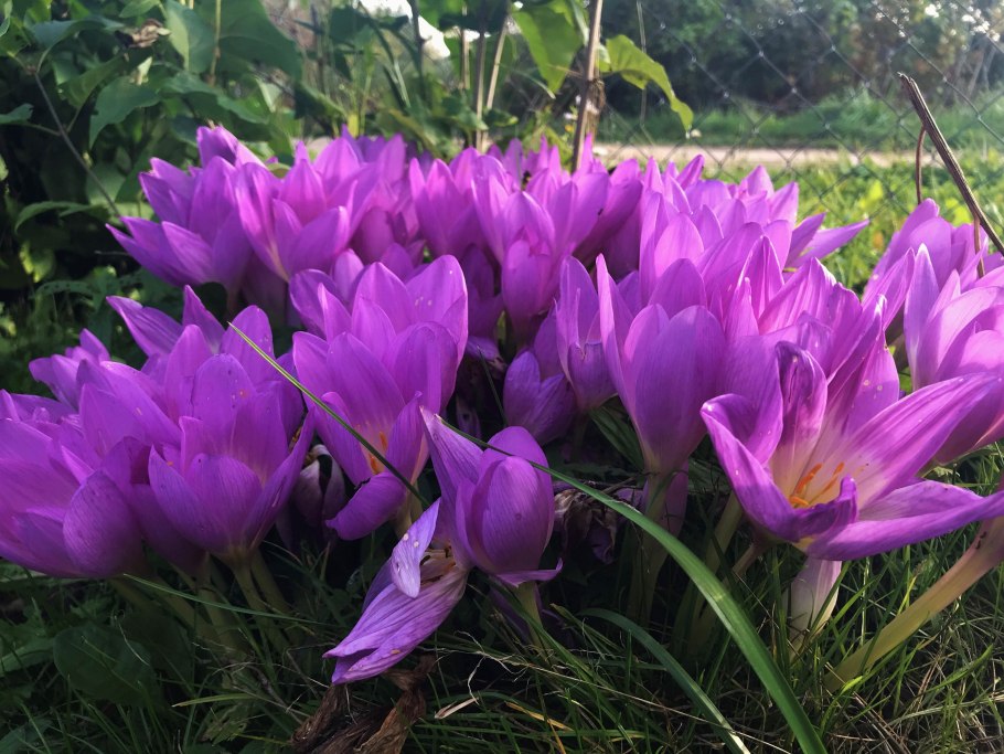 Безвременник (Colchicum) pannonicum