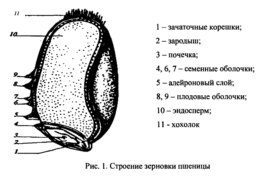 Строение зерна пшеницы зерновки