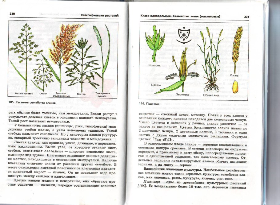Формула злаковых растений