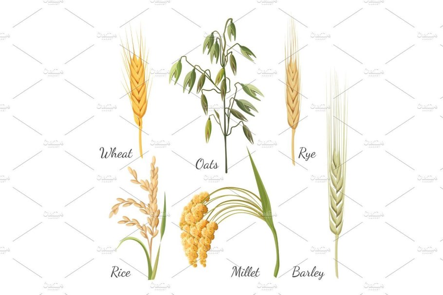 Семена масличных культур